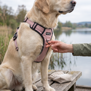 Ruffzen harness thumbnail
