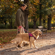 Ruffzen harness thumbnail
