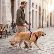 Ruffzen harness thumbnail