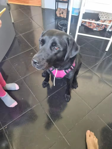 Customer photo of a dog wearing the Ruffzen no-pull harness