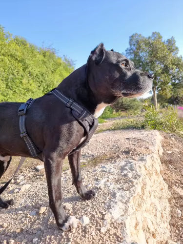 Customer photo of a dog wearing the Ruffzen no-pull harness