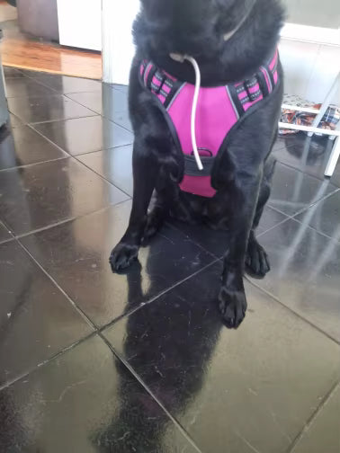 Customer photo of a dog wearing the Ruffzen no-pull harness