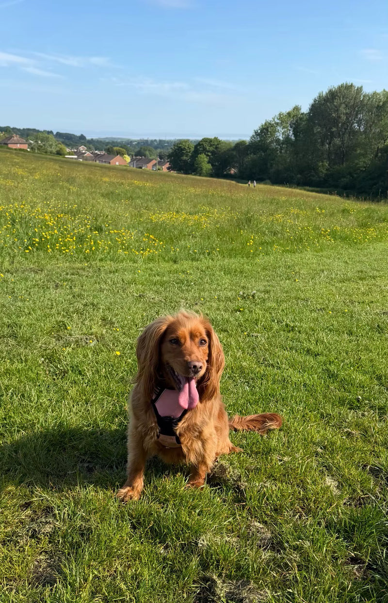Customer photo of a dog wearing the Ruffzen no-pull harness
