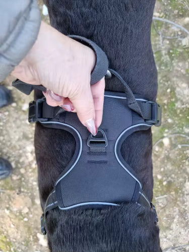Customer photo of a dog wearing the Ruffzen no-pull harness
