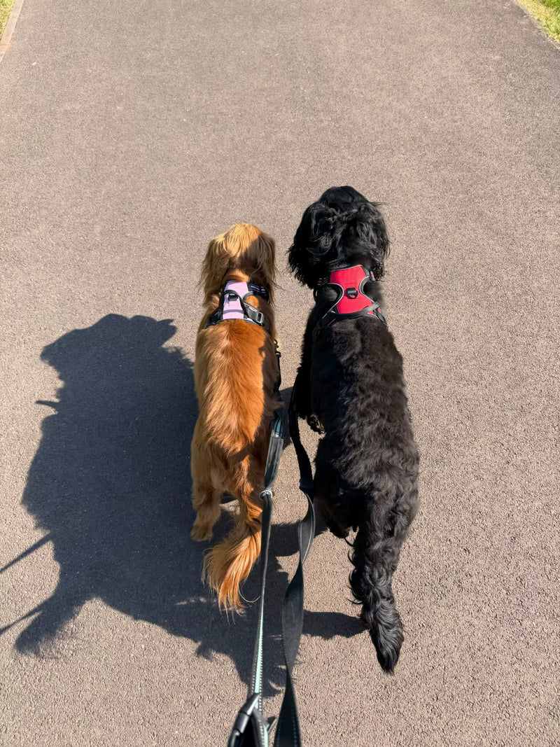 Customer photo of a dog wearing the Ruffzen no-pull harness
