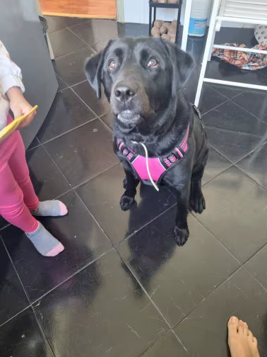 Customer photo of a dog wearing the Ruffzen no-pull harness